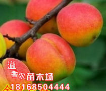 【邢台杏树苗品种产品库】_价格/图片/厂家 - 河北产品库 - 阿土伯网手机版