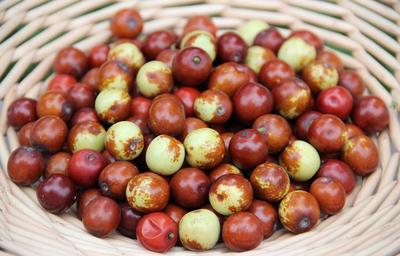 邢枣仁 邢台道地药材的养生瑰宝